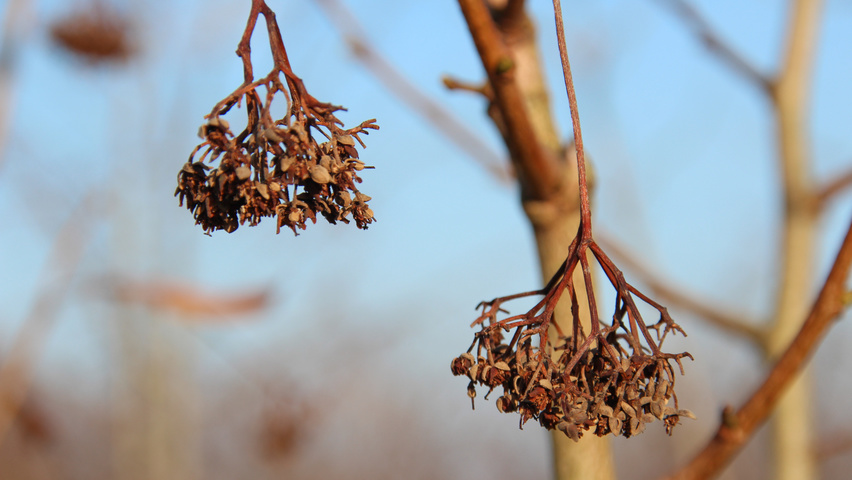 Tilia henryana fruits