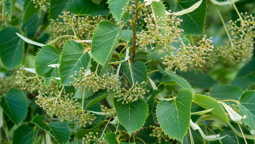 Tilia henryana fruits