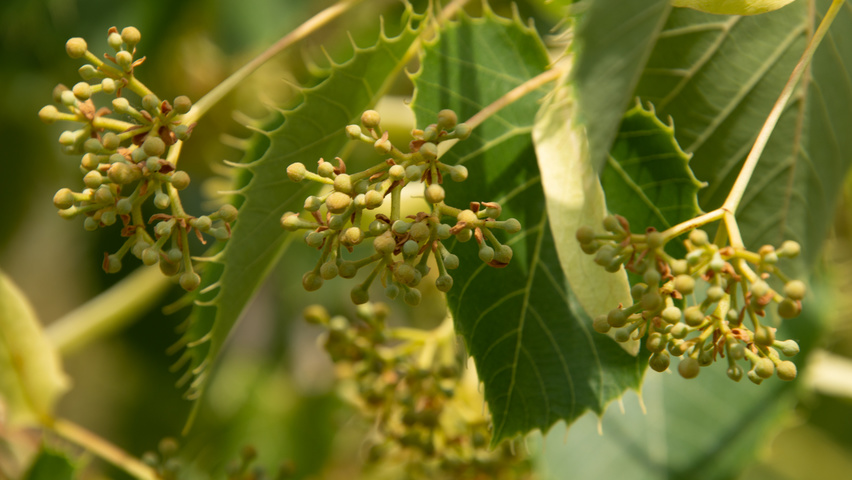 Tilia henryana fruits