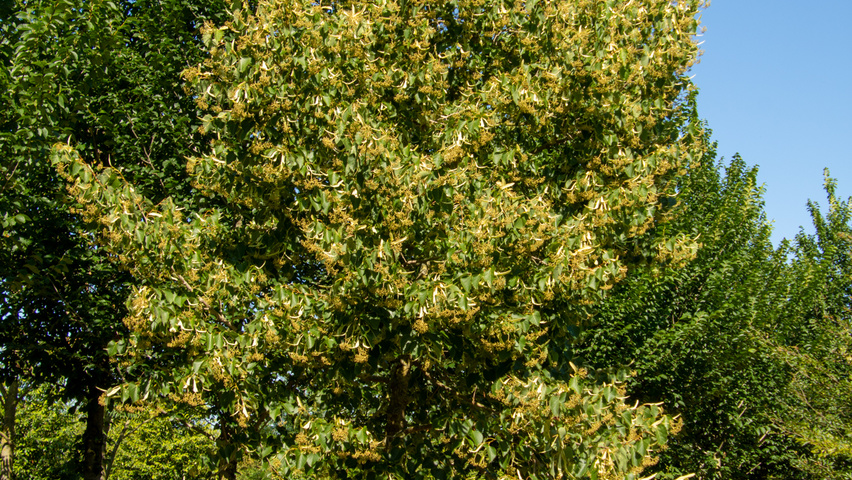 Tilia henryana haute tige