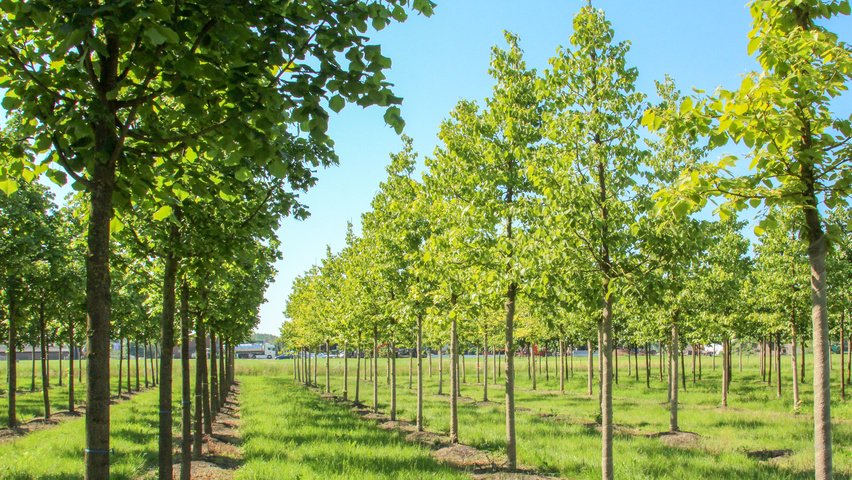 Tilia henryana haute tige