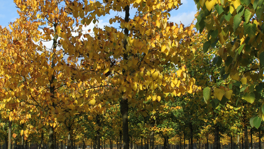 Tilia henryana haute tige