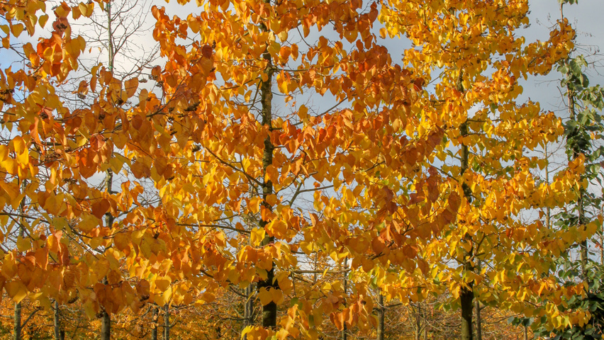 Tilia henryana haute tige