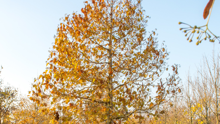 Tilia henryana haute tige