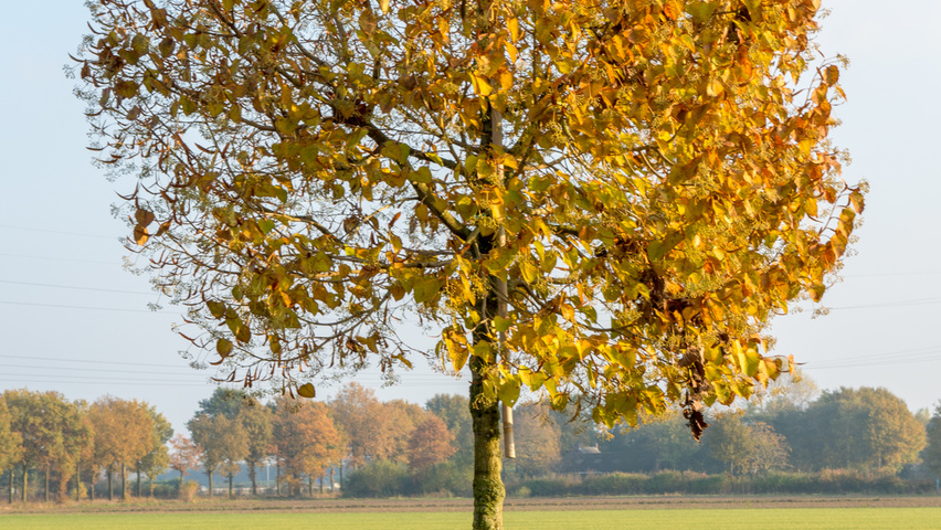 Tilia henryana haute tige