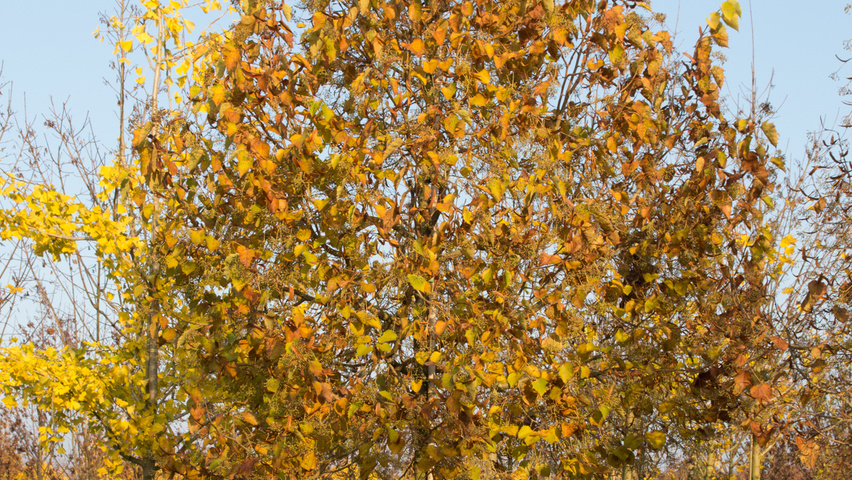 Tilia henryana haute tige