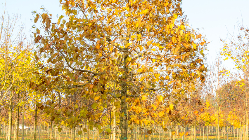 Tilia henryana haute tige