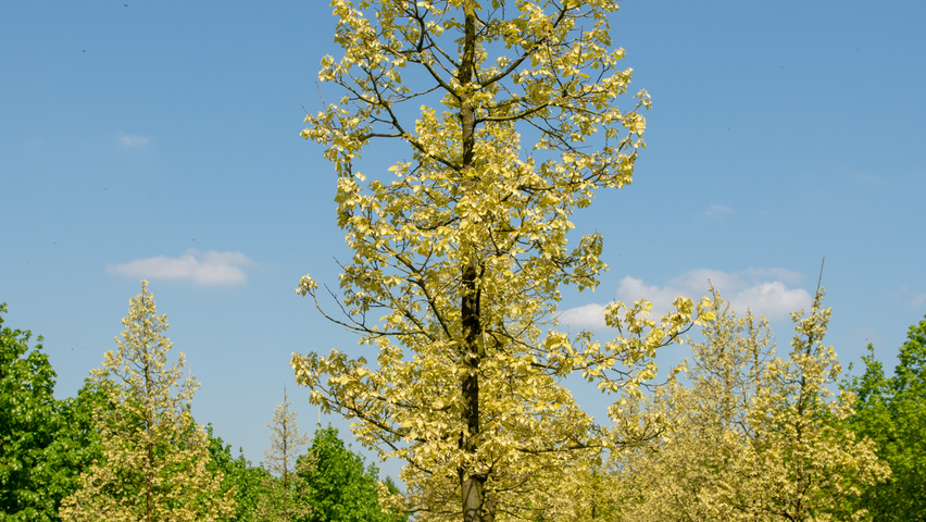 Tilia henryana haute tige