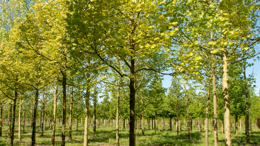 Tilia henryana haute tige