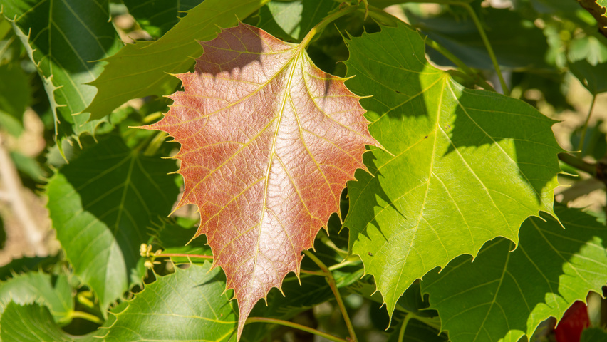 Tilia henryana Feuilles