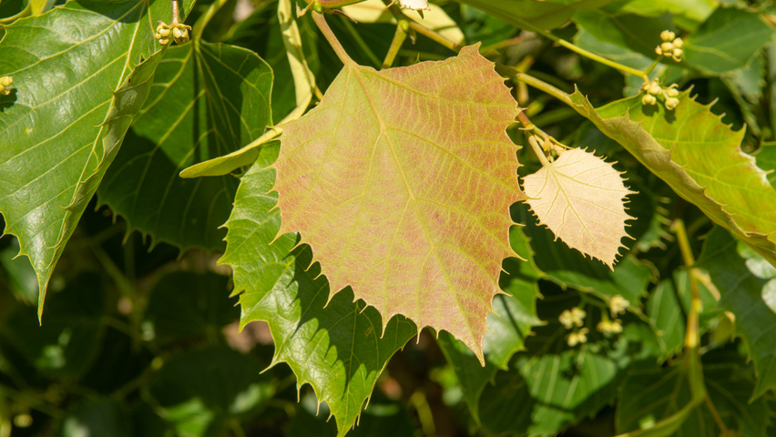 Tilia henryana Feuilles