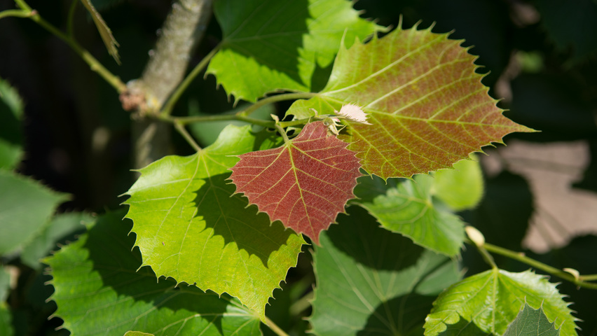 Tilia henryana Feuilles