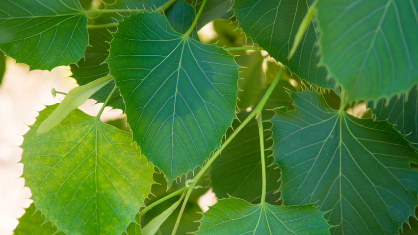 Tilia henryana Feuilles