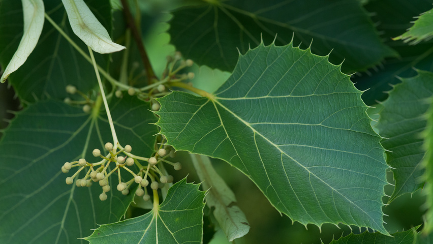 Tilia henryana Feuilles