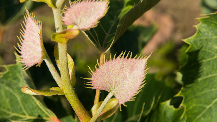 Tilia henryana Feuilles