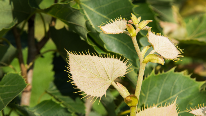 Tilia henryana Feuilles