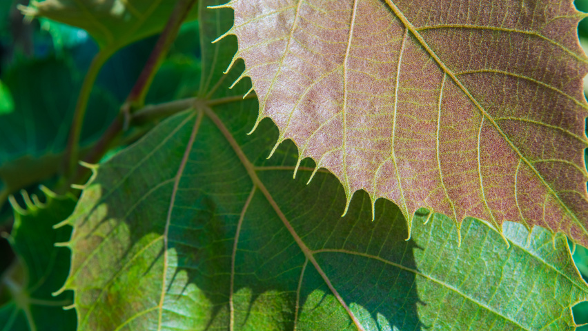 Tilia henryana Feuilles