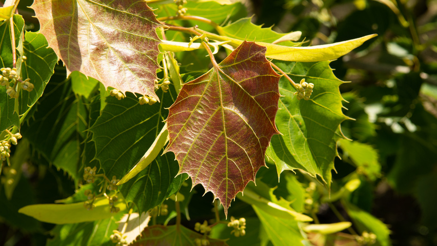 Tilia henryana Feuilles