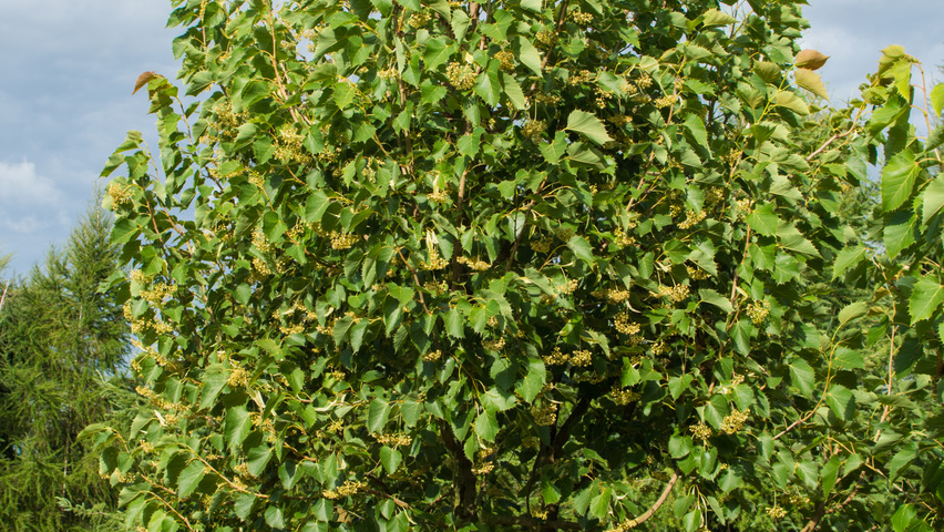 Tilia henryana multi-troncs forme parasol