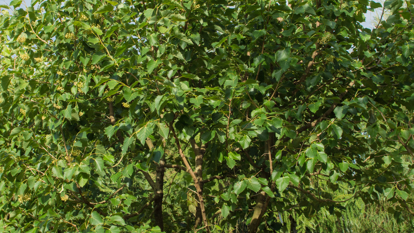 Tilia henryana multi-troncs forme parasol
