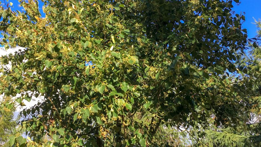 Tilia henryana multi-troncs forme parasol