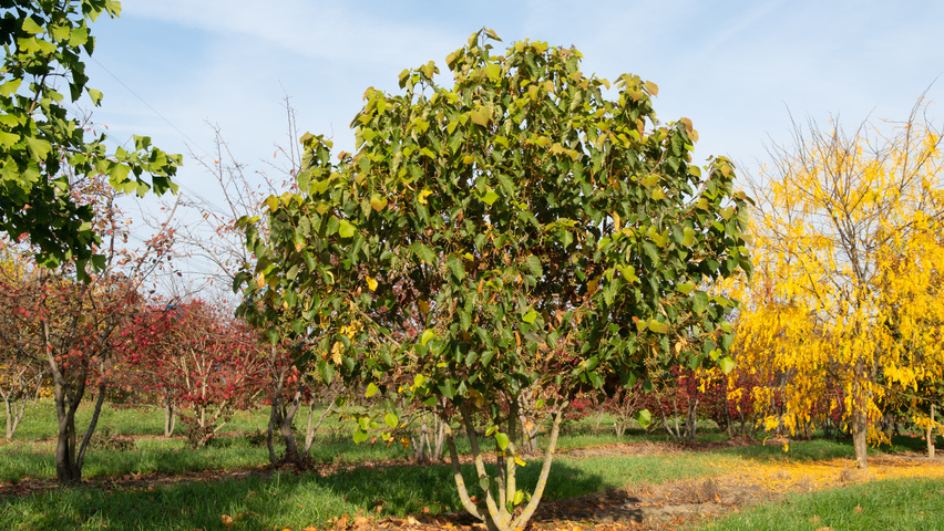 Tilia henryana multi-troncs forme parasol