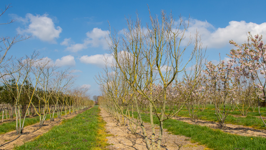 Tilia henryana multi-troncs forme parasol
