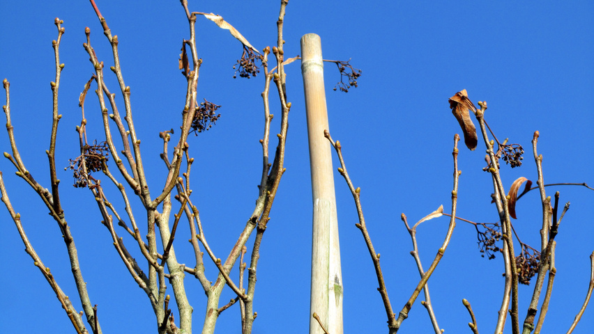 Tilia henryana rameaux