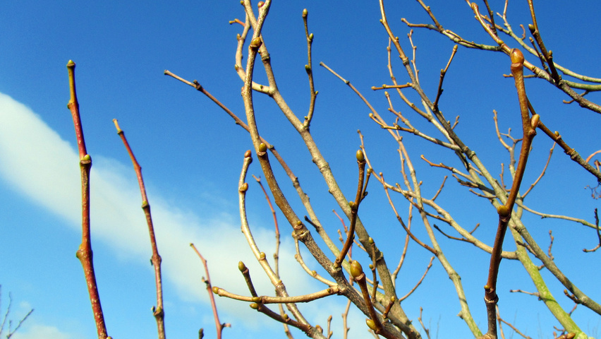 Tilia henryana rameaux