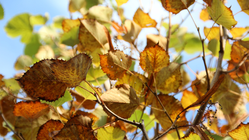 Tilia henryana var. subglabra Herbstblatt