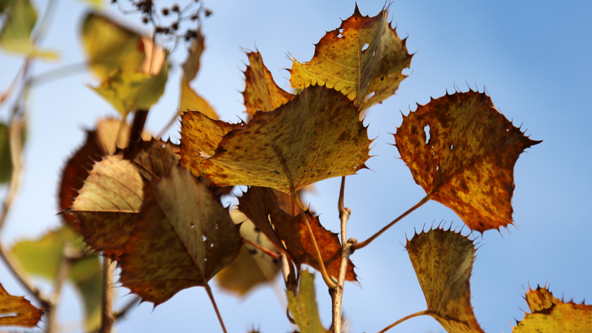 Tilia henryana var. subglabra Herbstblatt
