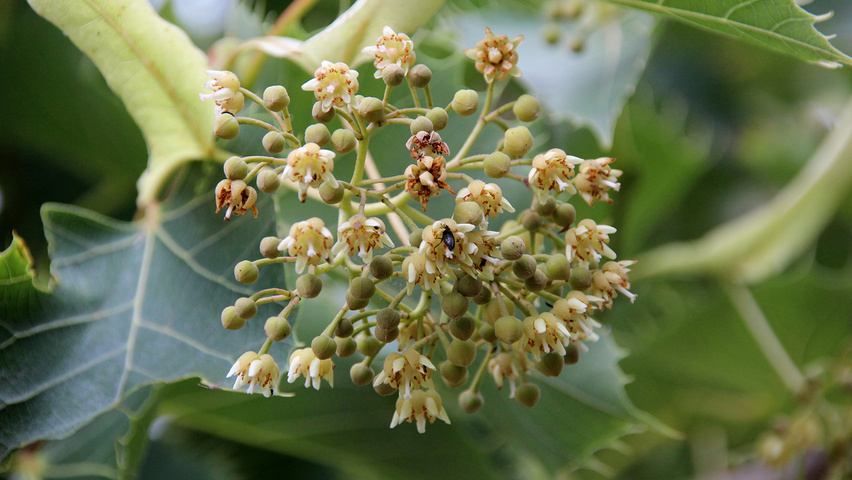 Tilia henryana var. subglabra Blumen