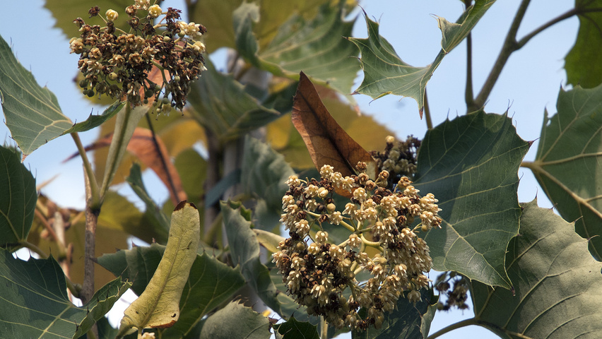 Tilia henryana var. subglabra Blumen
