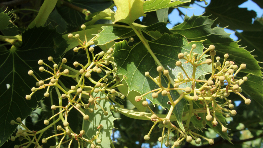 Tilia henryana var. subglabra Blumen