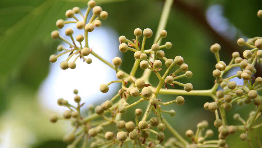 Tilia henryana var. subglabra Frucht