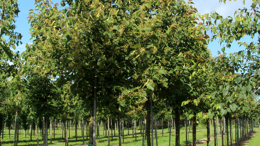 Tilia henryana var. subglabra hochstämmig