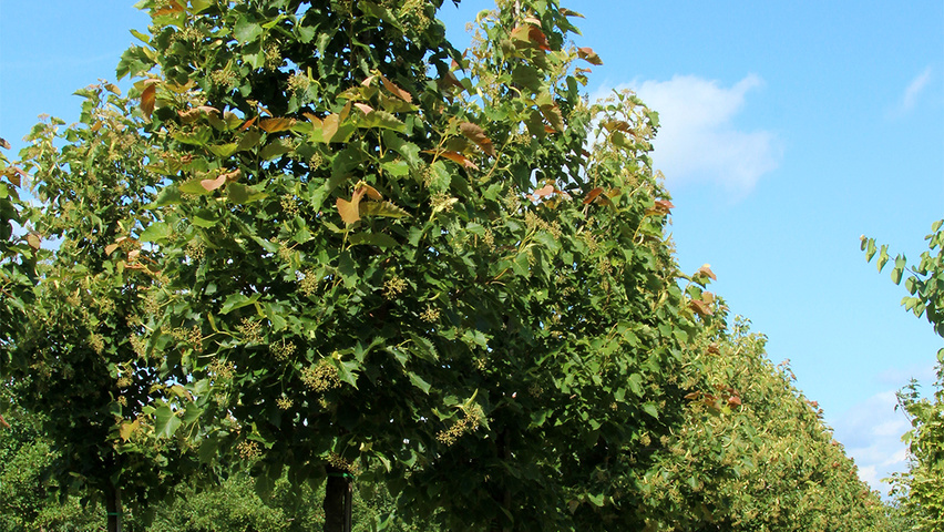 Tilia henryana var. subglabra hochstämmig