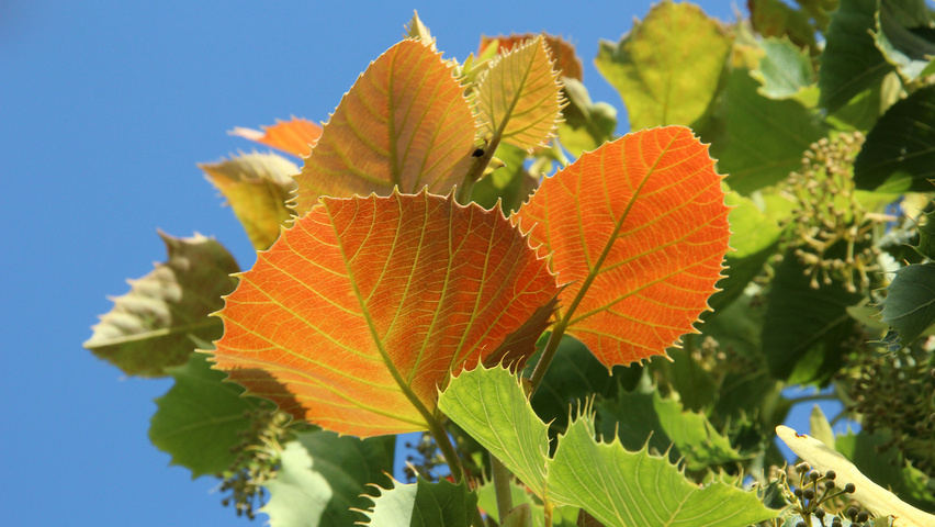 Tilia henryana var. subglabra Blatt
