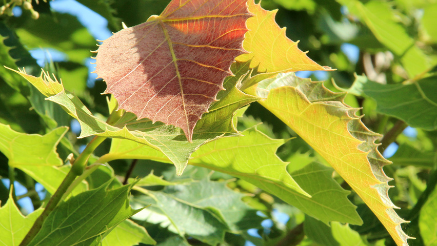 Tilia henryana var. subglabra Blatt