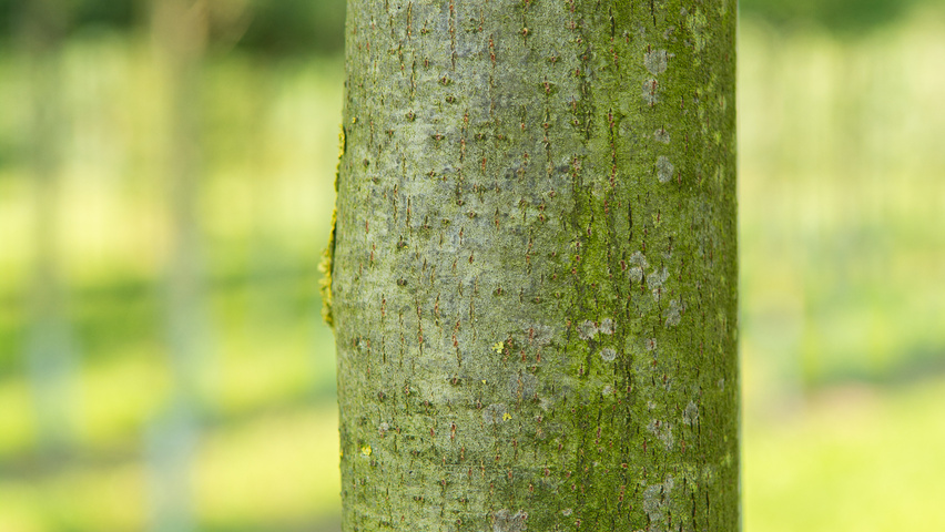 Tilia heterophylla 'Prestige' bark
