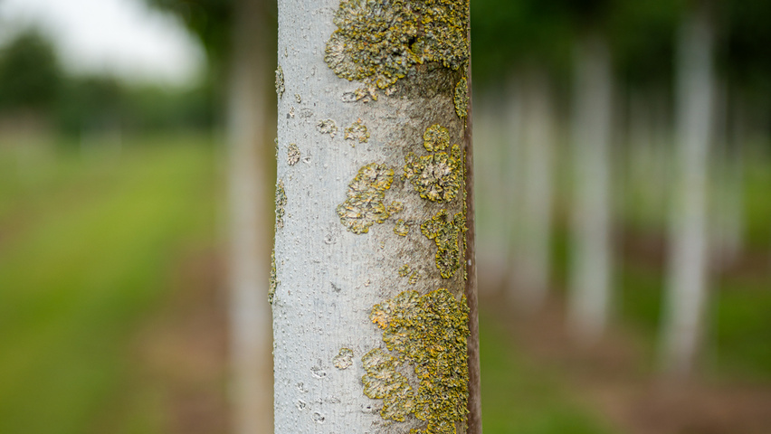 Tilia heterophylla 'Prestige' bark