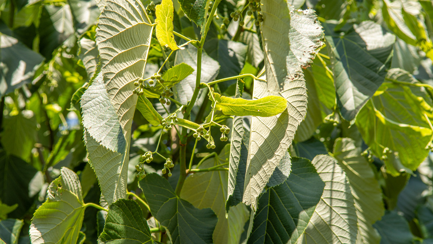 Tilia heterophylla 'Prestige' flowers
