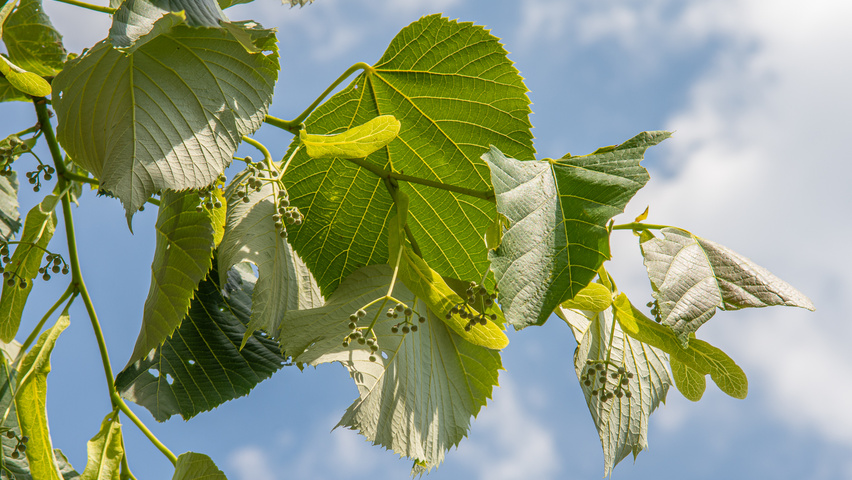 Tilia heterophylla 'Prestige' flowers
