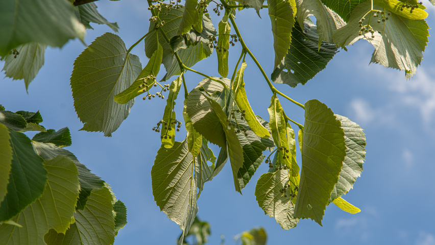 Tilia heterophylla 'Prestige' flowers