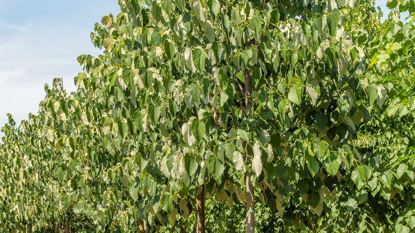 Tilia heterophylla 'Prestige' standard tree