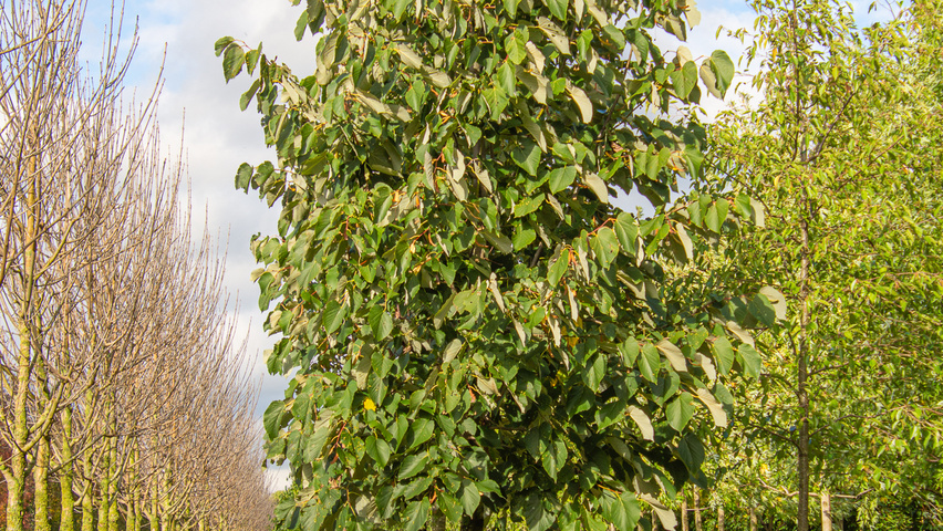 Tilia heterophylla 'Prestige' standard tree