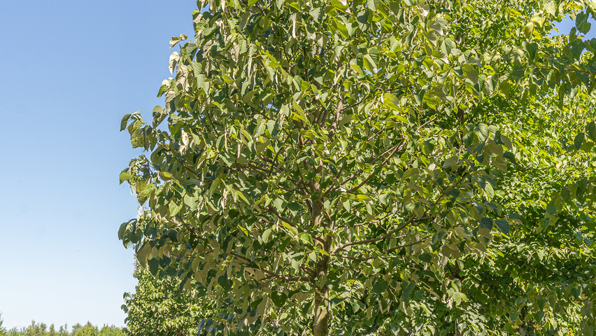 Tilia heterophylla 'Prestige' standard tree