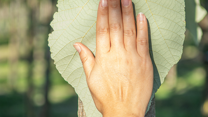 Tilia heterophylla 'Prestige' leaves