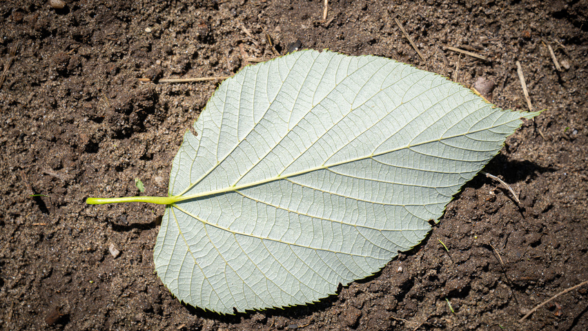 Tilia heterophylla 'Prestige' leaves