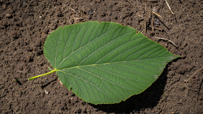 Tilia heterophylla 'Prestige' leaves